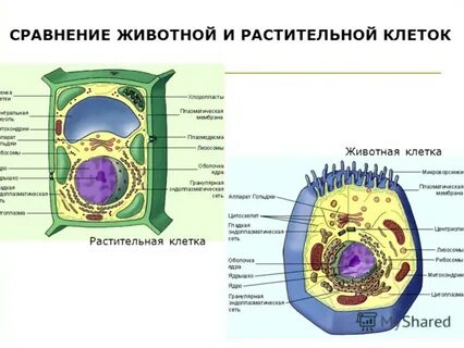 Практическая работа животная и растительная клетка