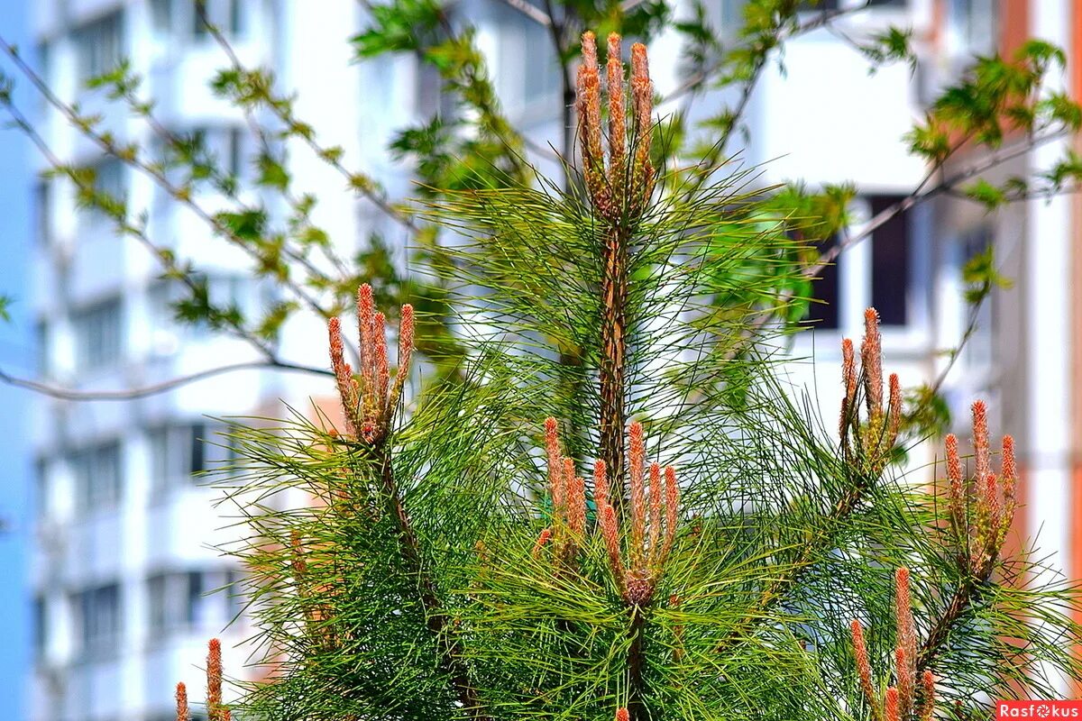 пихта фразера в кадке. новозеландская сосна радиата. сосна обыкновенная грин пингвин. новая сосна. закрученная веточка сосны.