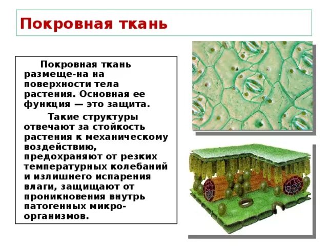 Функции покровной ткани кратко. Ткани растений покровная ткань. Строение покровной ткани растений. Покровная растительная ткань.