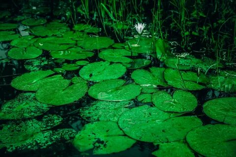 Водно наземные растения
