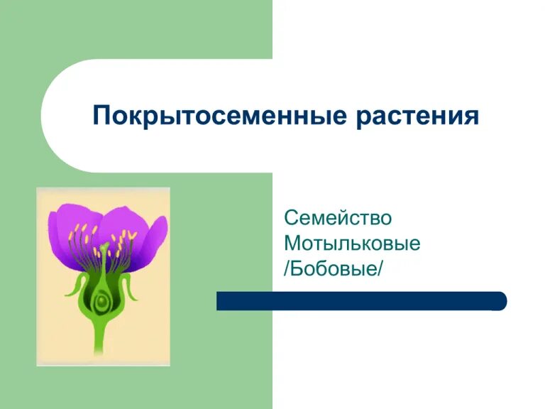 Глава 2 строение и многообразие покрытосеменных растений. Семейства покрытосеменных растений бобовые. цветок покрытосеменных растений. покрытосеменные растения по семействам. цветки семейств покрытосеменных.