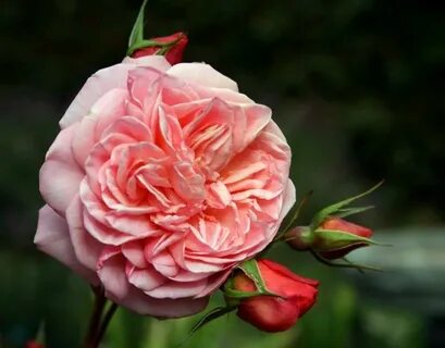 Louis rose