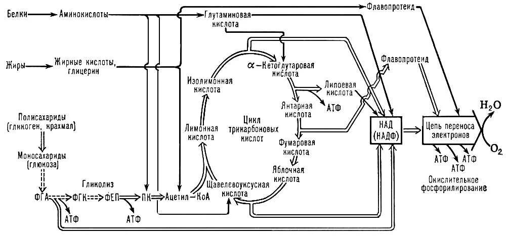 Последовательность этапов атф. Схему аэробного окисления белков. АТФ клеточное дыхание схема. Метаболические пути биохимия схема. Схема окисления белковых веществ.