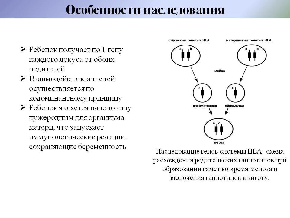 Наследование признаков генетика таблица. Схема наследования генетических признаков. Особенности наследовани. Особенности наследования. Гены передаются от матери