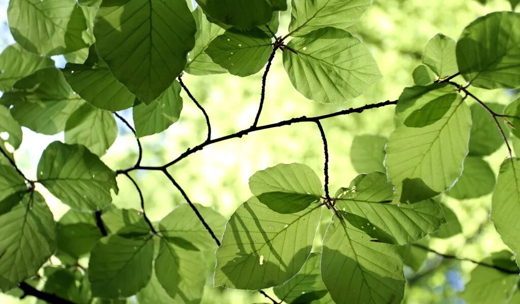 Пышная листва. Листья кустарников. Пышная листва. Природа зелень. Лиственные деревья.