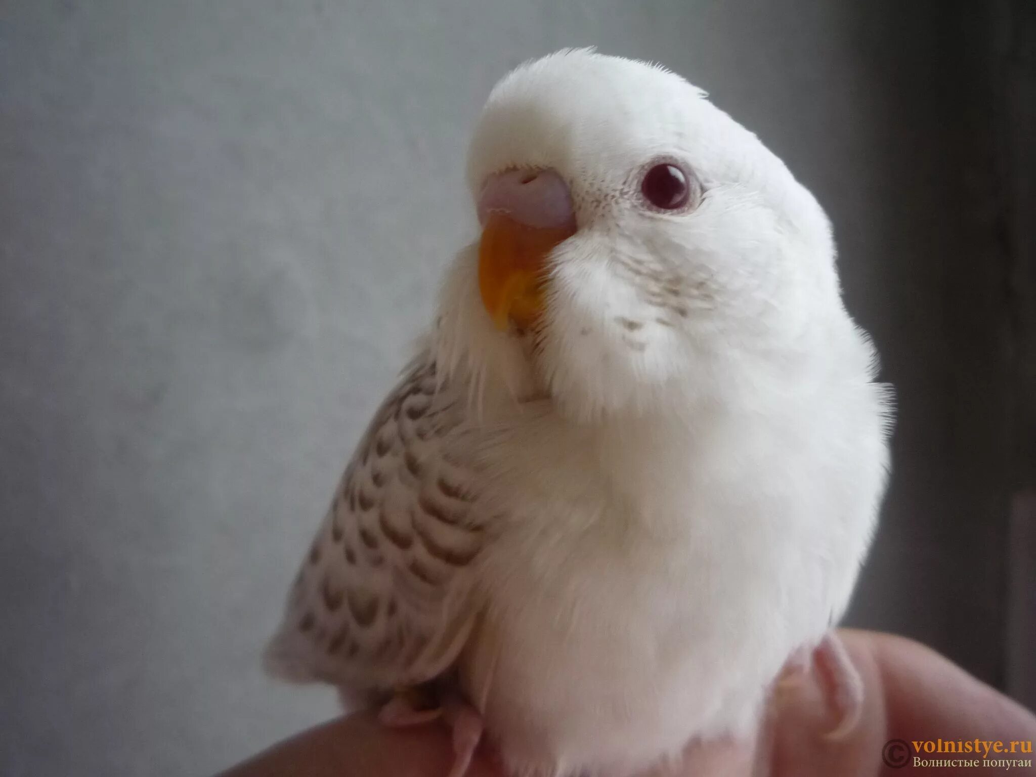 Волнистый попугайчик белый. Волнистый попугай альбино. Попугай волнистый белый альбинос. Волнистик альбинос. Волнистик альбинос.