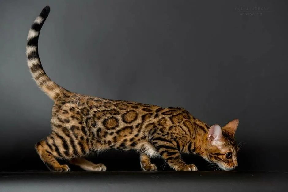 Рассмотрите фотографию кошки дикого окраса породы бенгальская. Бенгальская порода. Кошки бенгальской породы. Бенгальская короткошерстная бенгал. Леопардовая кошка порода Бенгальская.