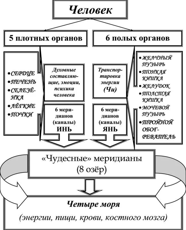 Китайская медицина органы. Органы Чжан и фу. Плотные органы полые органы.