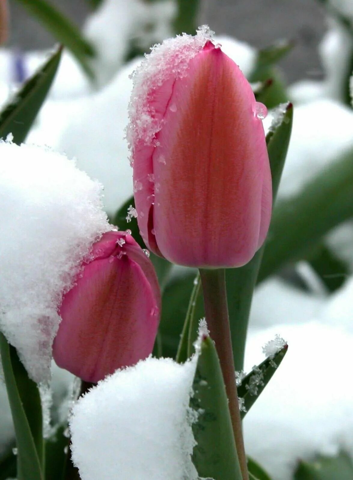 Доброе утро снежный март. Цветы в снегу. Цветы зимой. Тюльпаны в снегу. Весенне-зимние цветы.