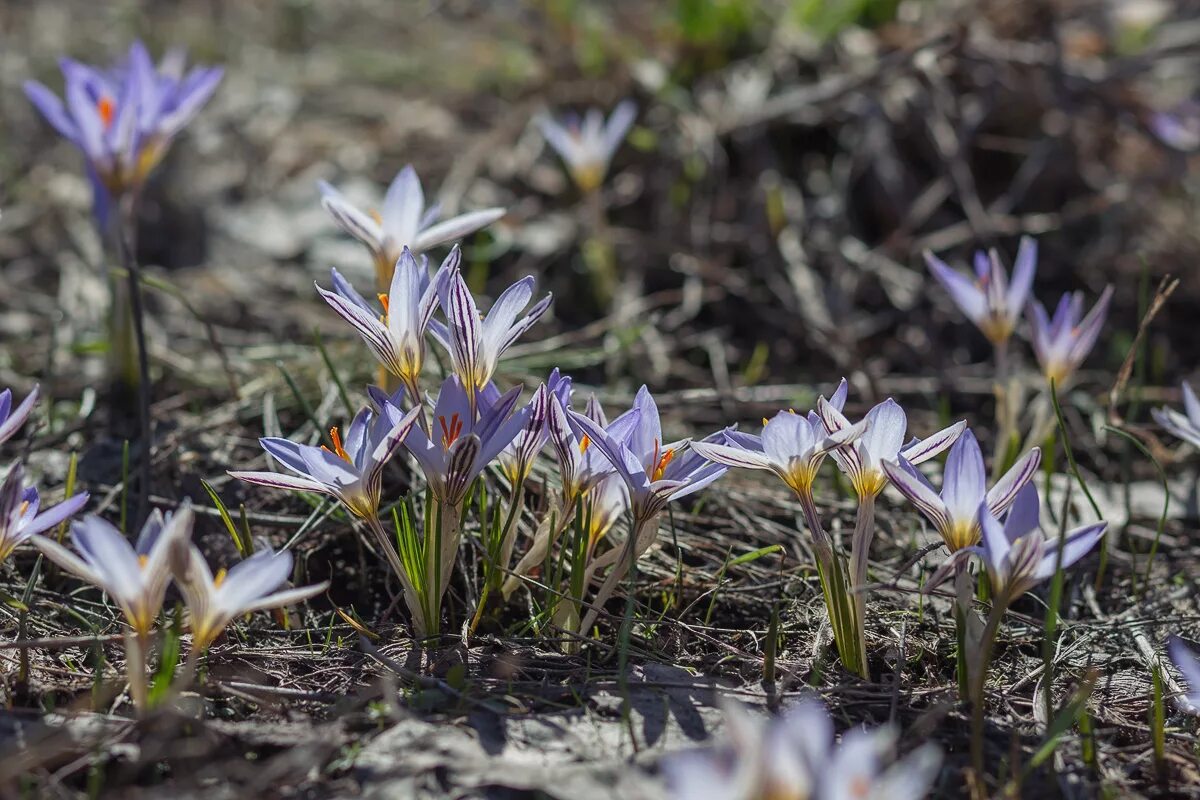 кавказский первоцвет пролески. первоцветы краснодара. первоцветы краснодарского края. примула первоцвет весенний. первоцвет весенний краснодарский край.