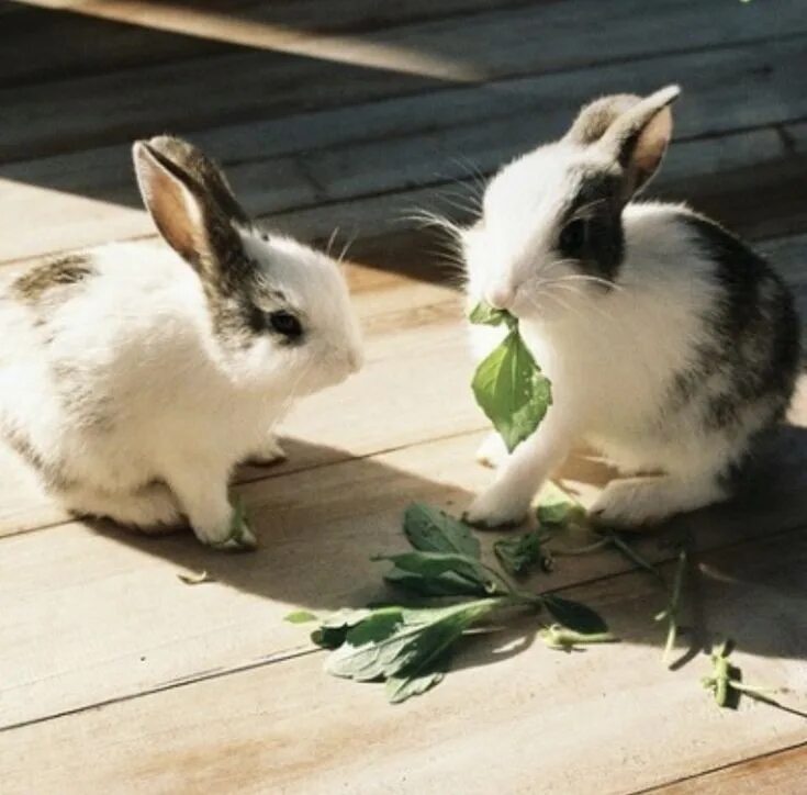 Можно ли кроликам щавель. Кролик кушает. Щавель кроликам. Кролик ест брокколи.