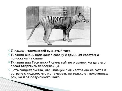 Какие животные исчезли по вине человека