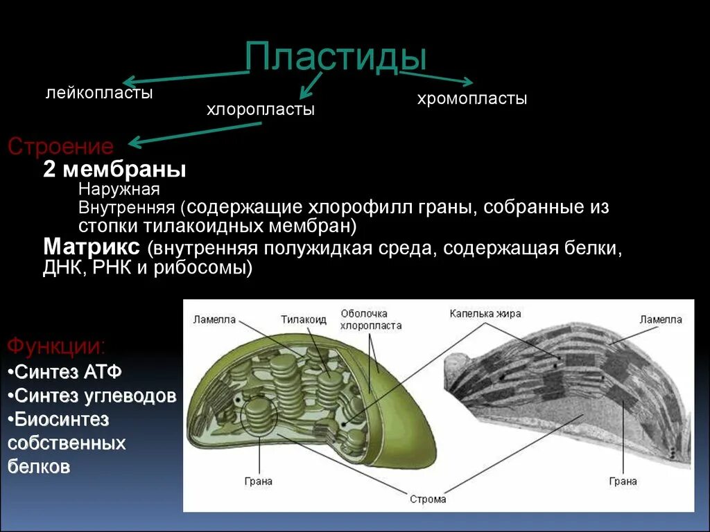 Хлоропласты имеют мембраны. Хлоропласты хромопласты лейкопласты функции. Пластиды лейкопласты строение. Функции внутренней мембраны пластид. Внутренняя мембрана хлоропласта функции.