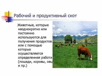 Рабочий скот относится к основным фондам