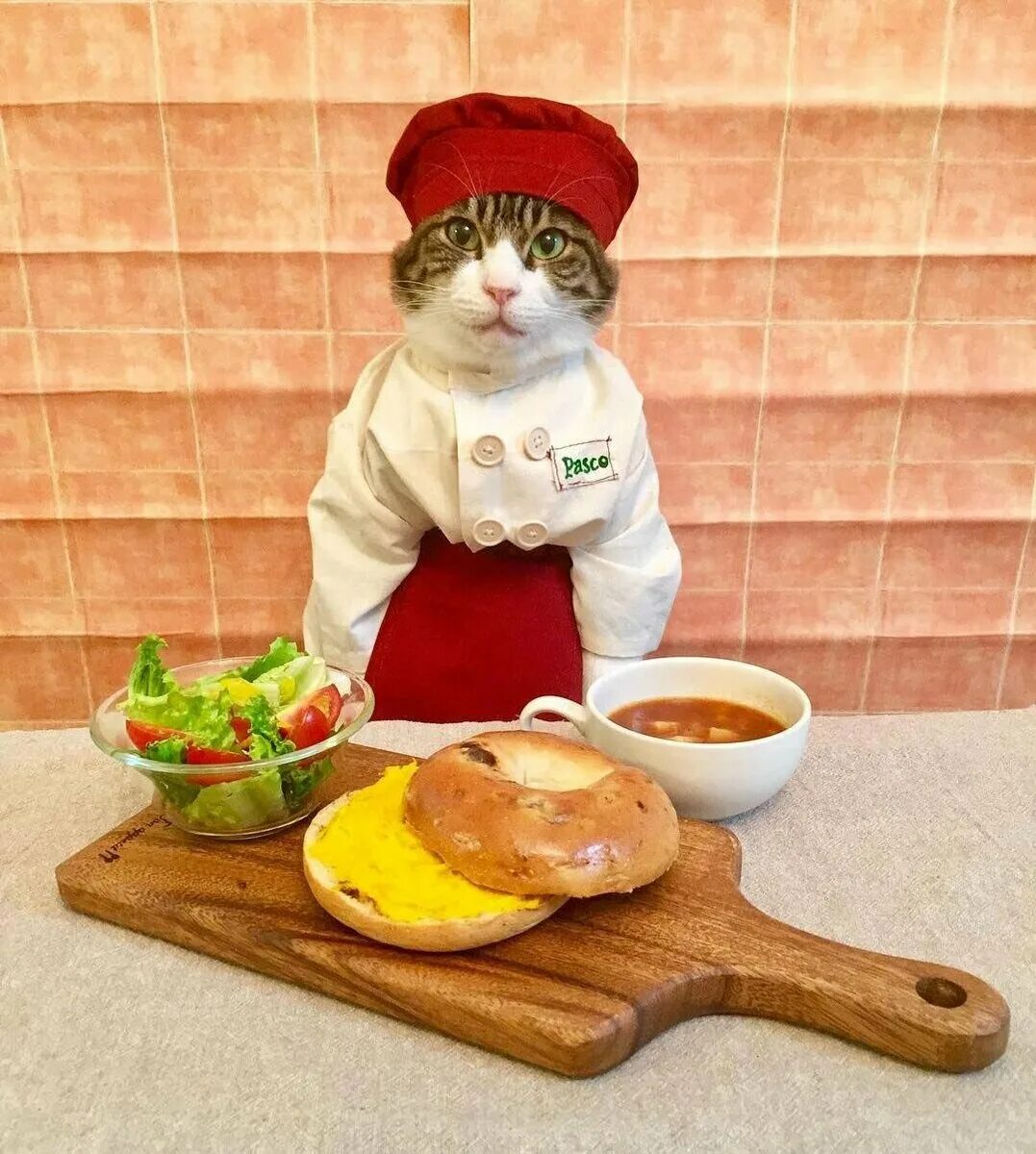 Cooking cat. Кот повар. Кошка на кухне. Котик готовит. Котик с едой.