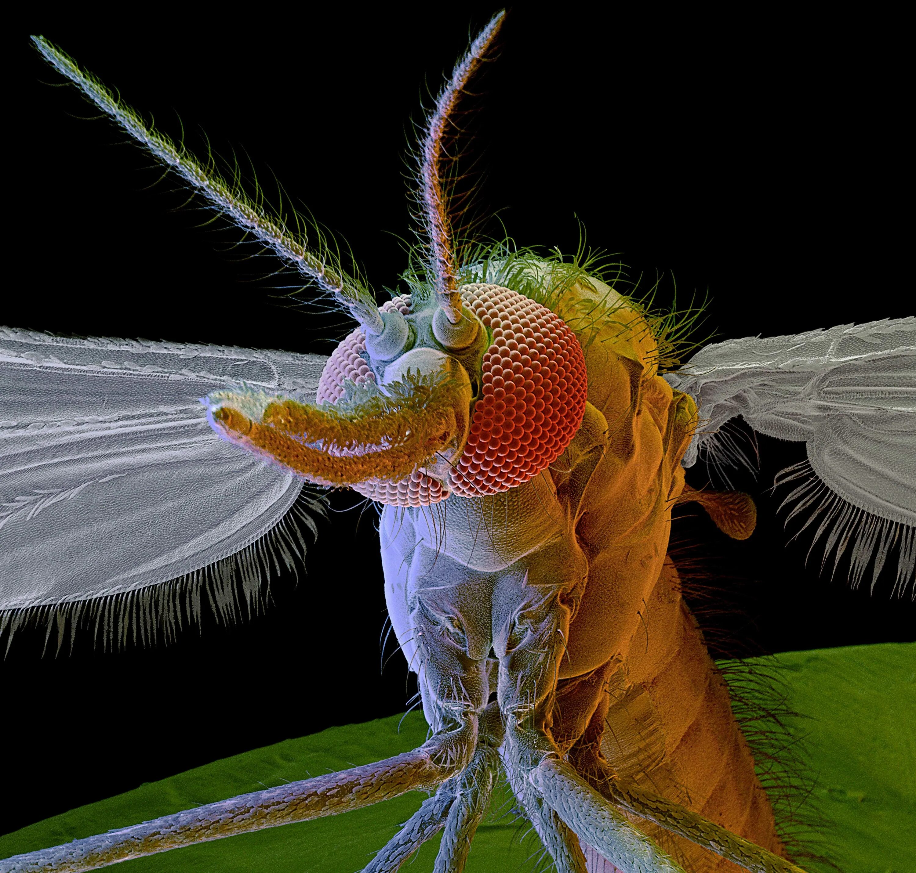 Мошка под микроскопом фото. Хоботок комара под микроскопом. Комариный хобот под микроскопом. Северная мошка под микроскопом. Мошка гнус под микроскопом.