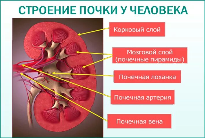 Что значит лоханка расширена. Строение почки гидронефроз анатомия. Строение почки гидронефроз. Калико-пиелоэктазия почки.