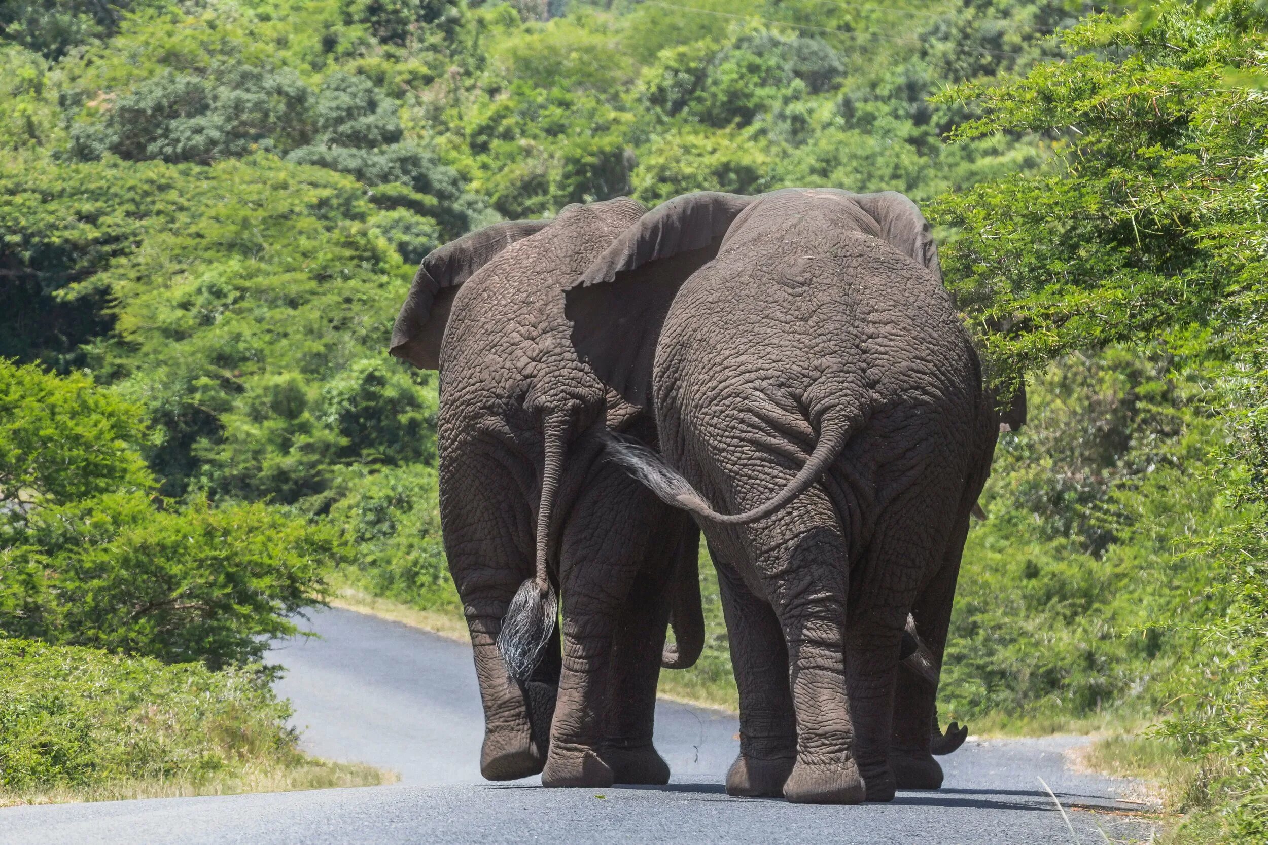 Слон идет по улице. Идущий слон трасса , пасмурно .. Ten Walls Walking with Elephants.