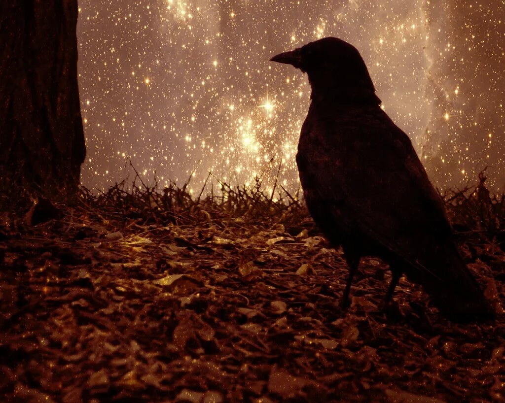 Night crows вороны. Raven Nevermore. Вороны ночью. Ночной ворон. Ворон ночью.