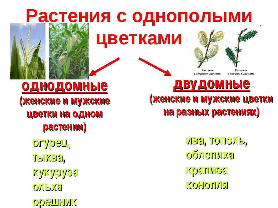 Обоеполые однодомные двудомные. Однодомные и двудомные растения. Однодомные и двудомные растения примеры. Однодомные растения примеры. Цветок однодомные и двудомные растения.