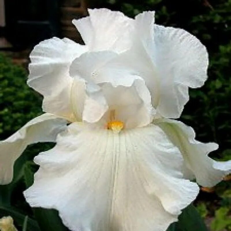 снежный ирис. ирис заснеженный. снежный ирис. ирис бородатый нордика. ирис бородатый лососевый.