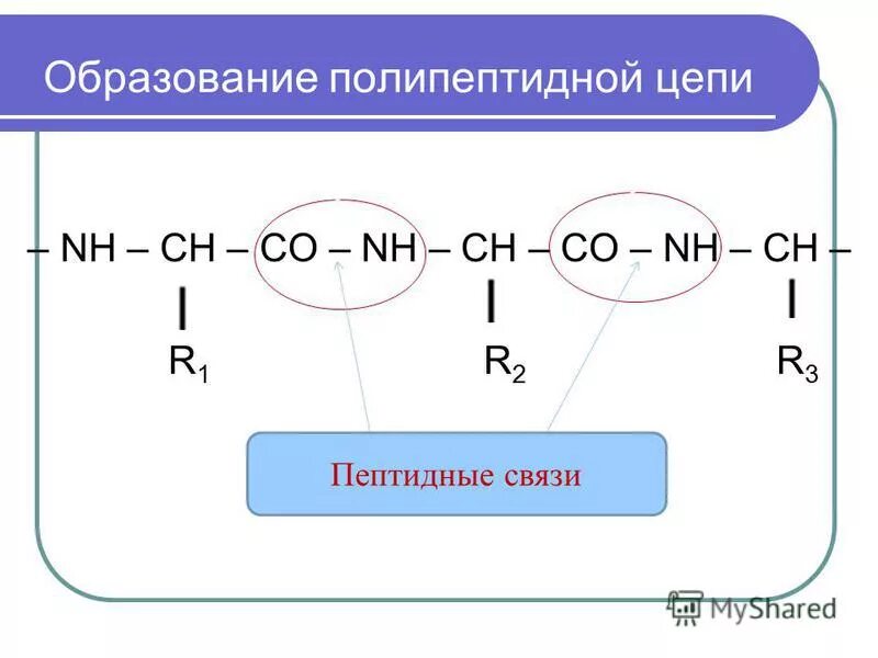 Полипептидная цепь это в биохимии. Схема соединения аминокислот. Соединение аминокислот друг с другом. Соединение аминокислот в полипептидную цепь. Первичная структура белков пептидная связь.