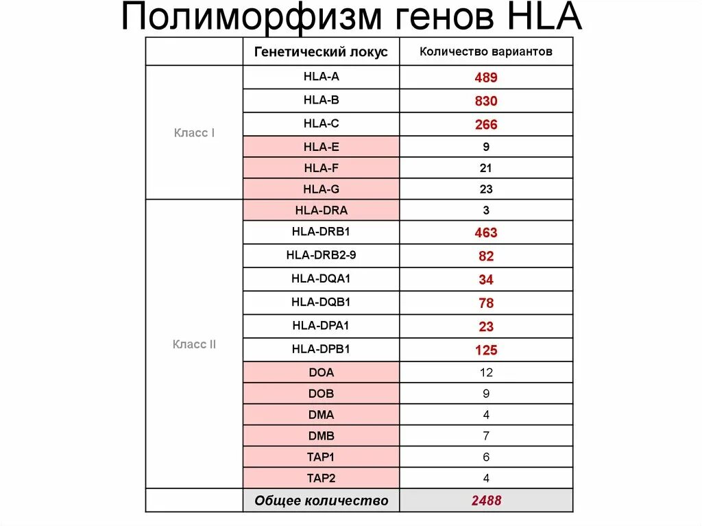 Что значит полиморфизм генов. Полиморфизм генов hla. гены 1 класса системы hla. полиморфизм в генах. генные локусы hla.