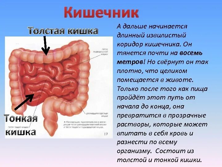 Тонкая кишка ребенка. Пищеварительная система тонкая и толстая кишка. Строение тела человека кишечник.