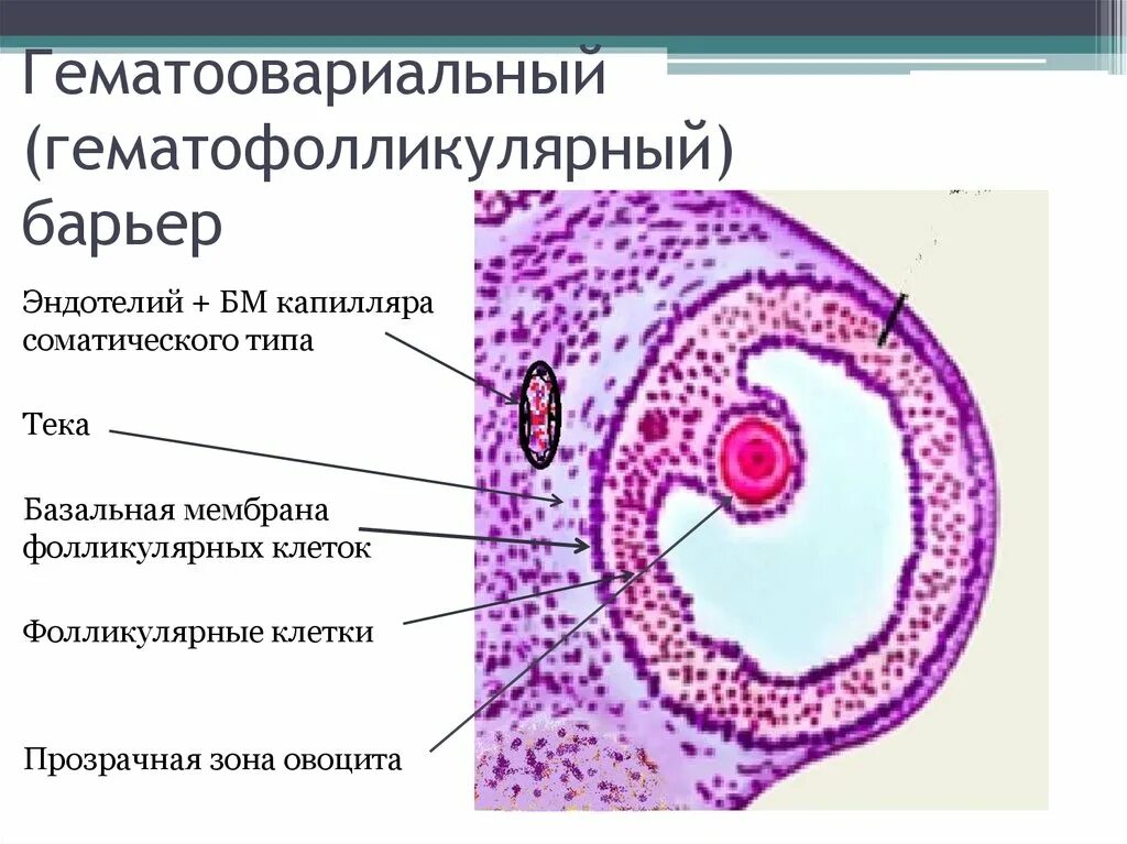 Барьеры гистология. Овариальный барьер. гематофолликулярный барьер гистология. гематорелликулярный барьер. гемато фолликулярный барьер.