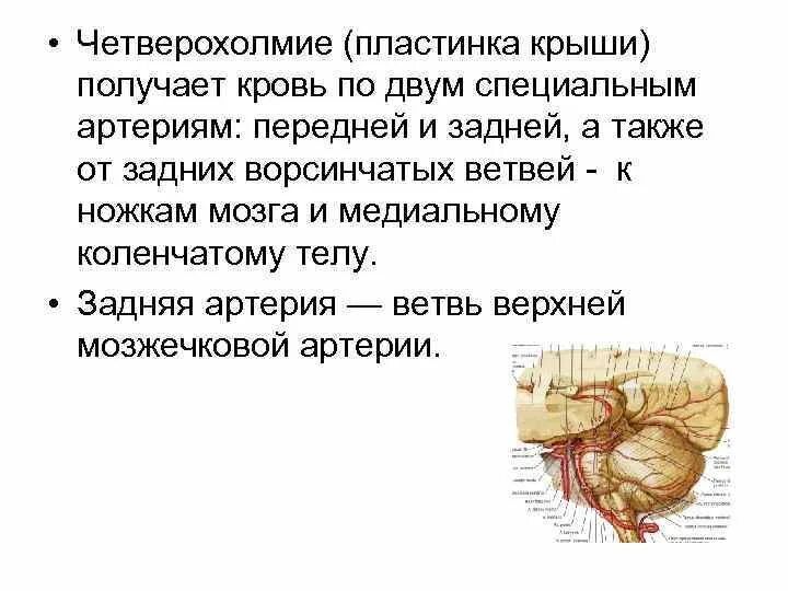 средний мозг верхние холмики. бугры четверохолмия среднего мозга. верхние бугры четверохолмия. ядра четверохолмия среднего мозга. ножки мозга.