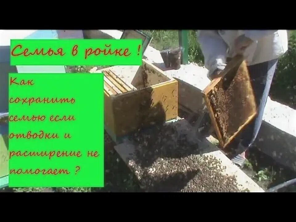 Противороевые методы пчеловодства с разделительной решеткой. Противороевые мероприятия. Игра про сбор меда. Как вывести пчел из роевого состояния. Роевое состояние пчел.