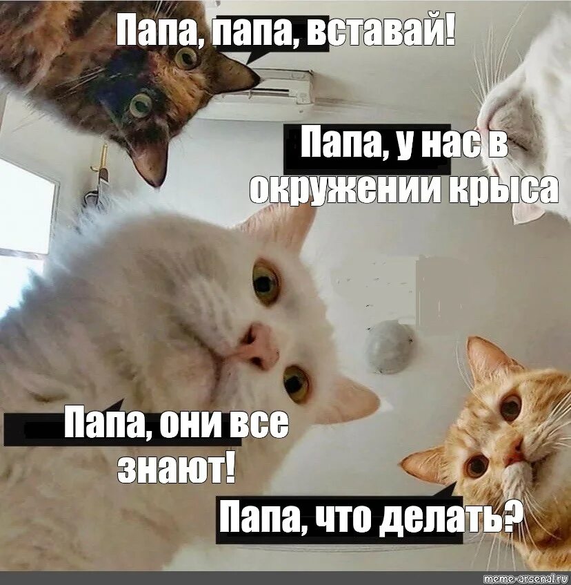 У папы встал