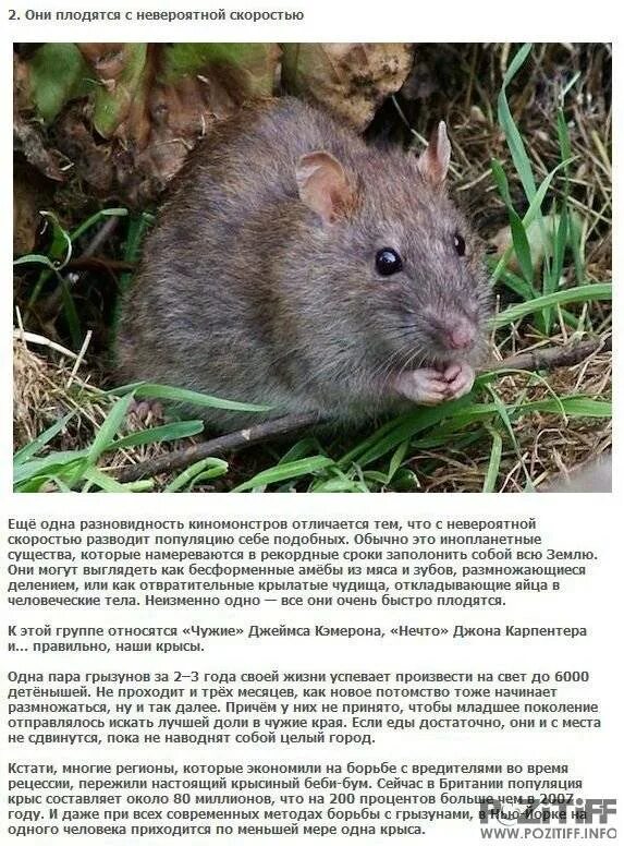 Роль грызунов в жизни человека. Разновидности крыс. Интересные факты о крысах. Доклад про крыс. Интересные факты о домашних крысах.