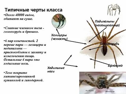 Паукообразные пар усиков