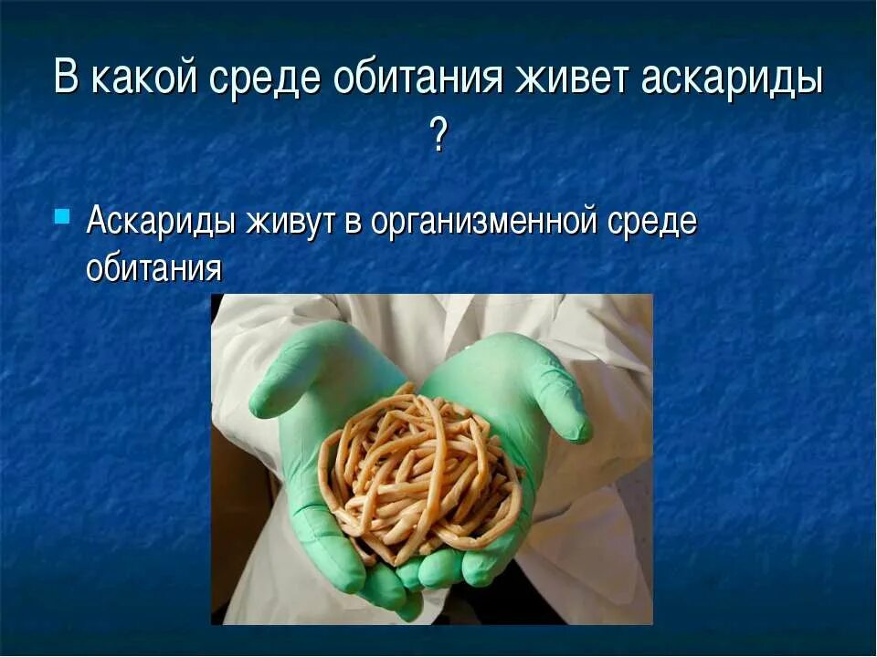 Какой вред могут причинить взрослые аскариды человеку. Аскарида человеческая среда обитания. Приспособления аскариды. Приспособление аскариды человеческой. Приспособления аскоридов к организменной среде обитания.