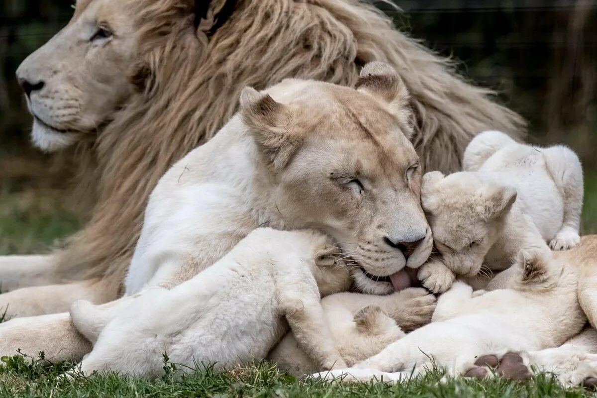 Зверей папа звере мама. Прайд белых Львов. Лев львица и Львенок. Лев львица и Львенок семья. Прайд Львов с 3 львятами.