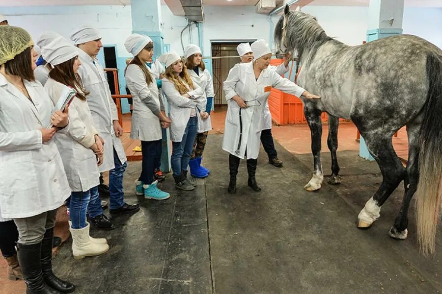 Ветеринары уральские. Сельскохозяйственная Академия Ветеринария. Ветеринария лошади. Факультет ветеринарии.