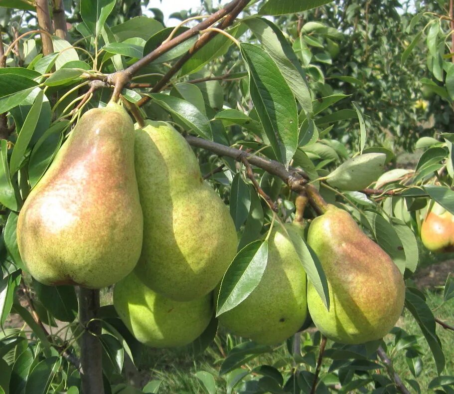 Сорт груши александрин дульяр. Груша киргизская зимняя. Груша голден боск. Груша духмяная. Сорт груши ноябрьская зимняя.