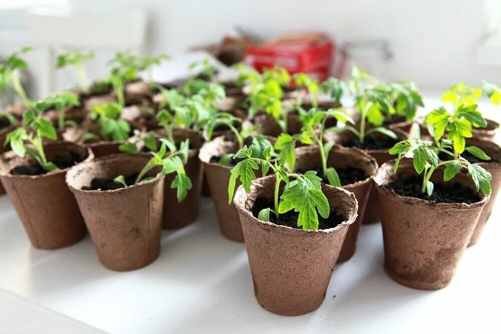 Одеоз рассады томатов. Китайская пикировка томатов. Пикировка томатов в пеленки. Рассаду томатов рассаживаем. Пикировка томатов в торфяных горшках.