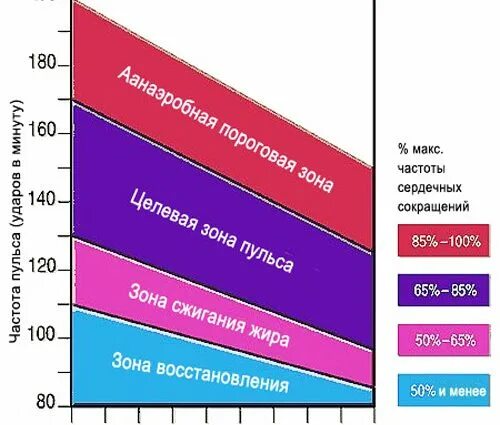 Пульс при ходьбе. Пульс при ходьбе