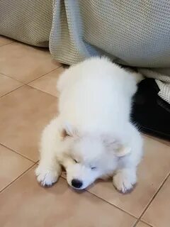 Собака мишка белая