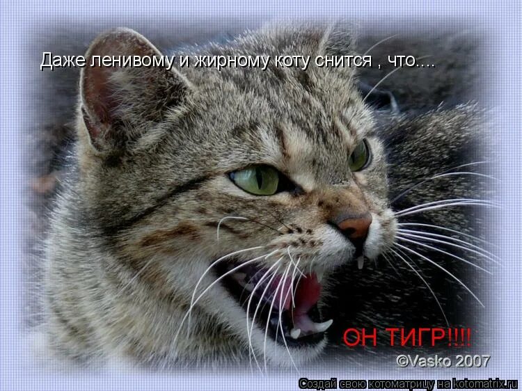 снятся ли кошкам сны. а рядом спят котята им снятся котлетята. кошкам снятся сны. котик приснилось. кошкам снятся сны.