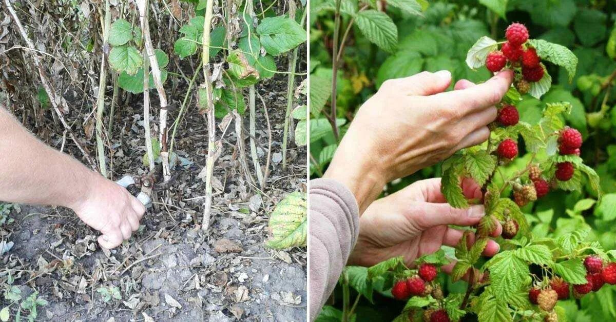 Малина ремонтантная куст. Малина ремонтантная Таруса. Малина дерево ремонтантная. Ремонтантная малина малиновое дерево. Как обработать малину весной после зимы