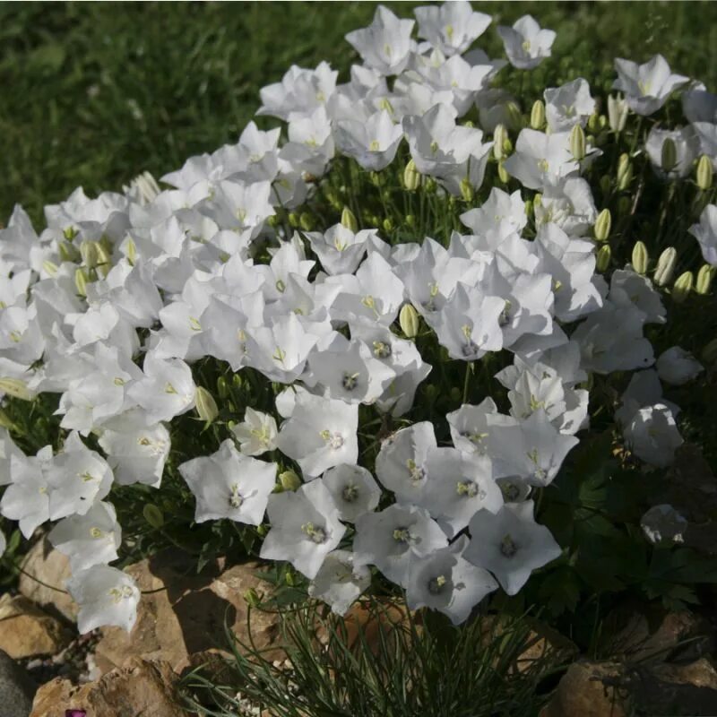 Колокольчик персиколистный Alba Campanula persicifolia. Карпатский колокольчик из семян в домашних