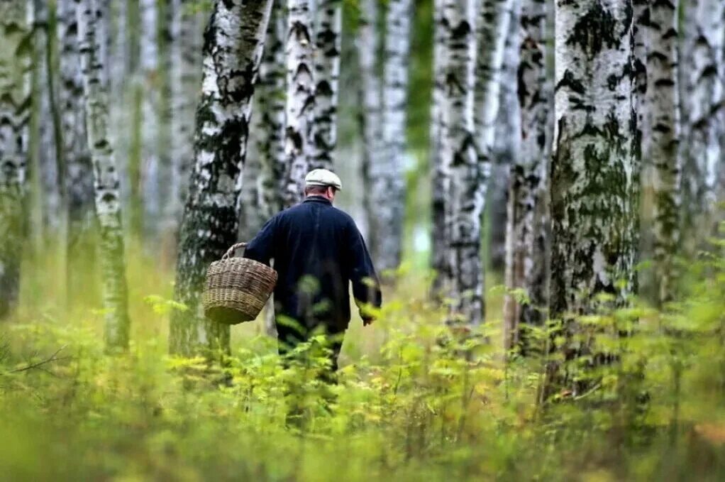 Грибники в лесу. Заблудился в лесу. Человек в лесу. Грибники в осеннем лесу. Почему мальчик заблудился в тайге