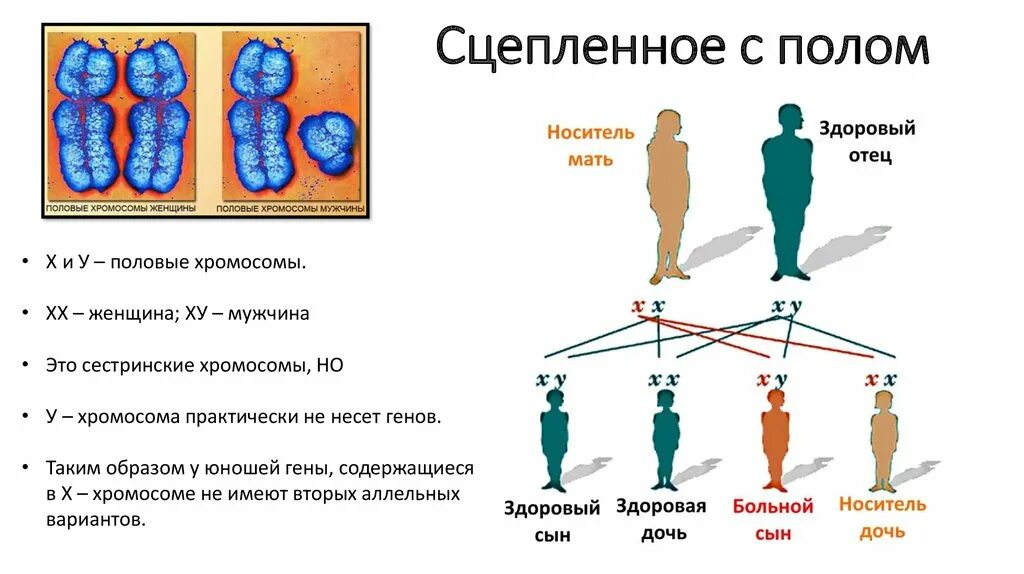 У человека есть пол. Х И У хромосомы у мужчин и женщин. Болезни сцепленные с полом. Гены в y хромосоме человека. Болезни сцепленные с полом х-хромосомы.