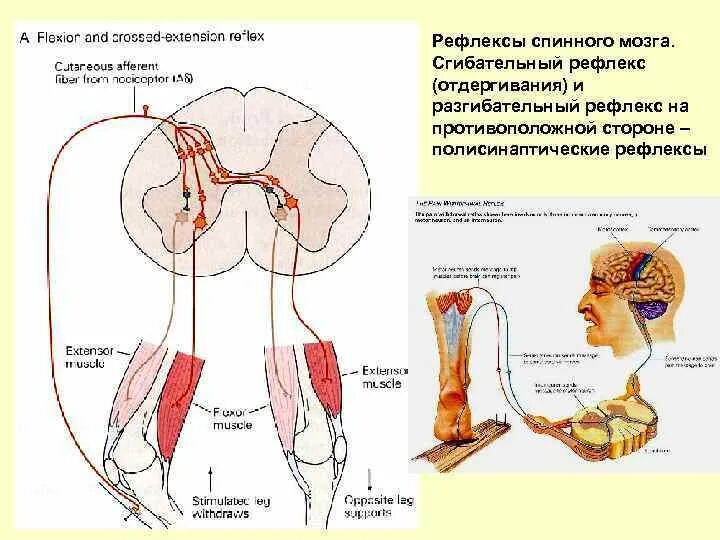 Сгибательный рефлекс физиология. Рефлекс отдергивания физиология. Разгибательный рефлекс физиология. Полисинаптические рефлексы спинного мозга.