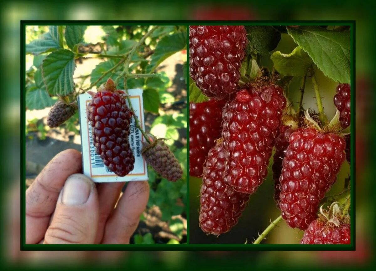 Ежемалина (ежевика) Логанберри. Малино-ежевичный гибрид (ежемалина) Тайберри. Малино-ежевичный гибрид Логанберри. Ежемалина сорт Логанберри. Сорт малины для средней полосы россии