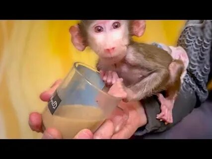 Тайган люська степка маня
