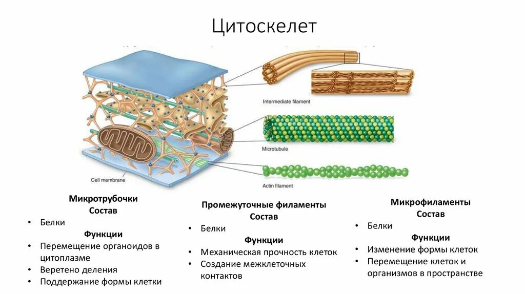 Двумембранные органеллы цитоскелет. Цитоскелет микротрубочки и микрофиламенты строение и функции. Состав функции строение цитоскелета. Цитоскелет микротрубочки промежуточные филаменты микрофиламенты.